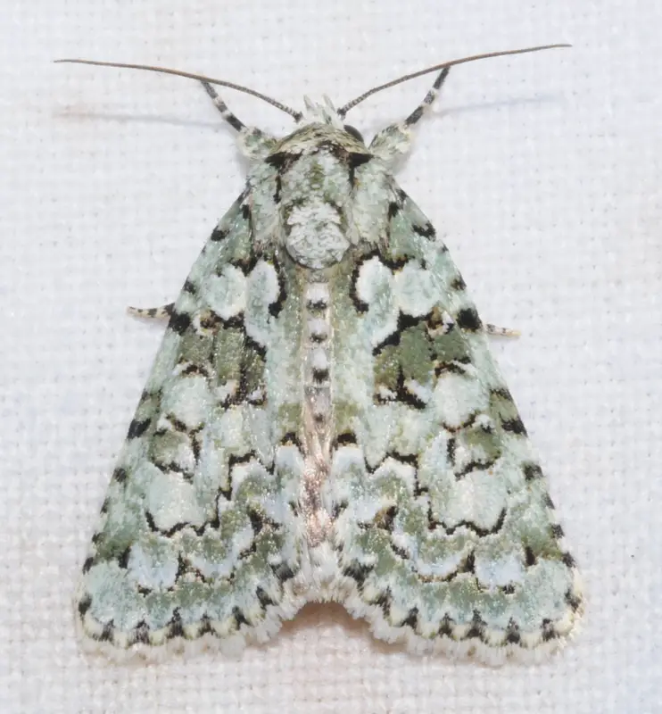 Bryopsis szeokekalmani - Szeőke Kálmán zuzmóbaglya