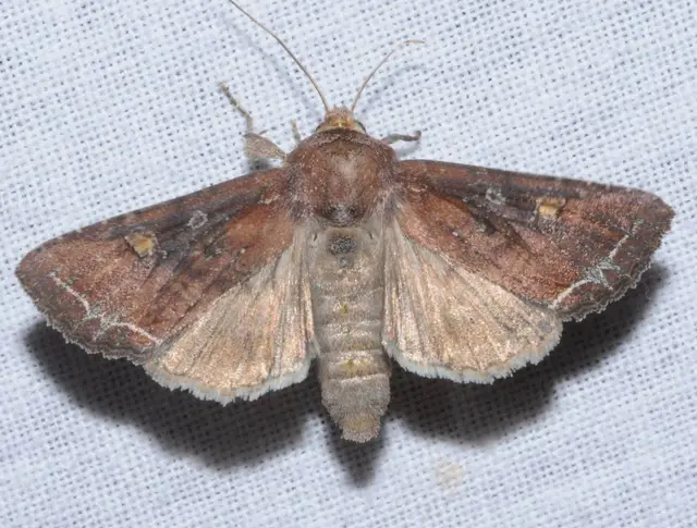 Lacanobia oleracea - saláta-kertibagoly