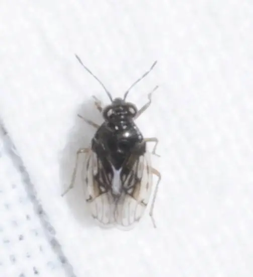 Saldidae - partipoloskák