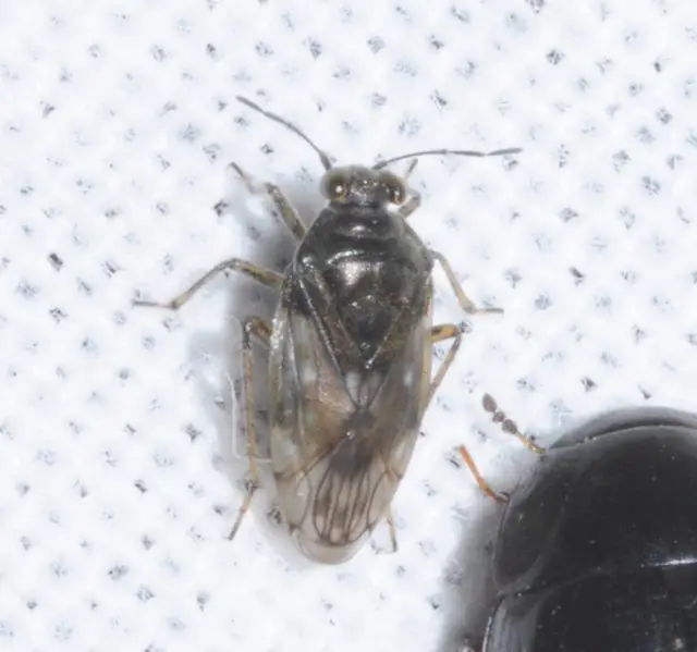 Saldidae - partipoloskák