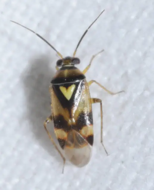 Orthops