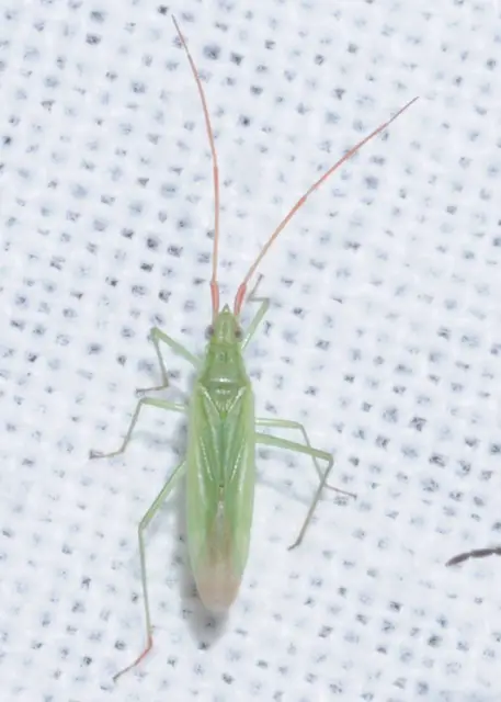 Trigonotylus