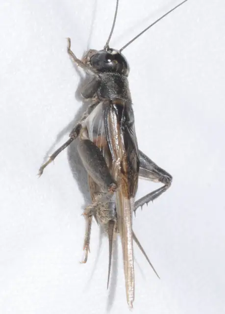 Eumodicogryllus bordigalensis - bordói tücsök