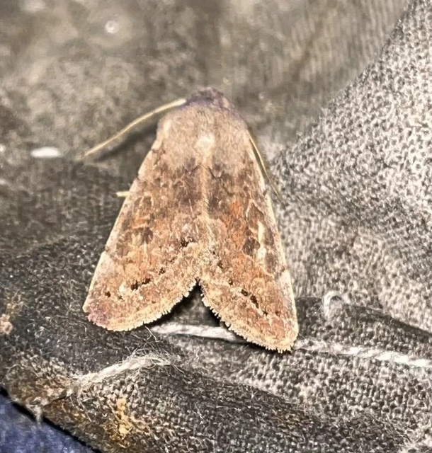 Orthosia populeti - nyárfa-barkabagoly