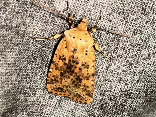 Conistra rubiginea - vörös őszibagoly