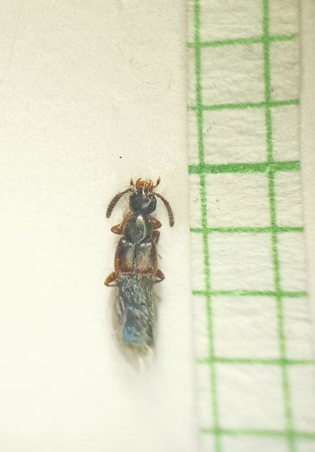Phloeopora teres - közönséges szúvadászholyva