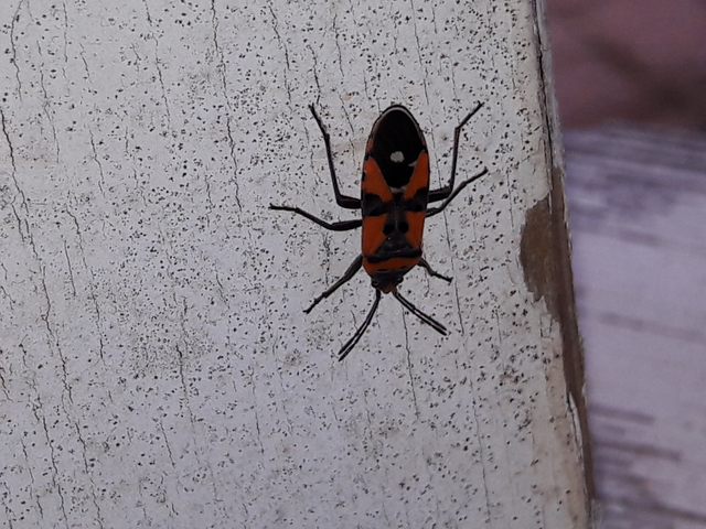Lygaeus equestris/simulans