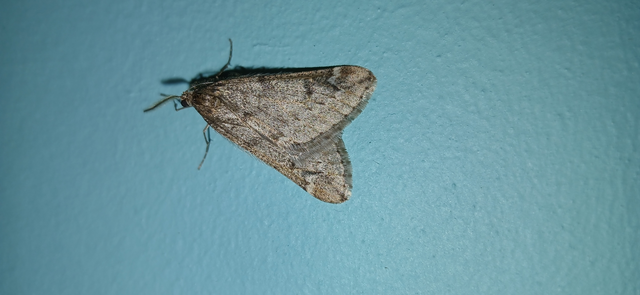 Alsophila aescularia - vadgesztenye-araszoló