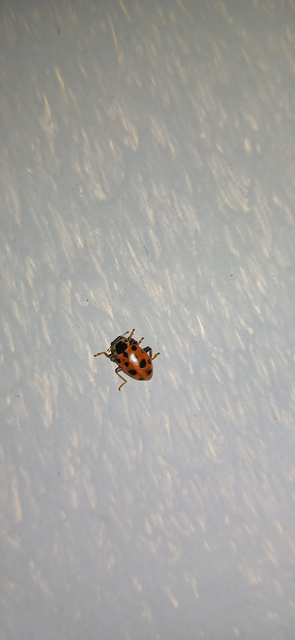 Hippodamia tredecimpunctata - mocsári katica
