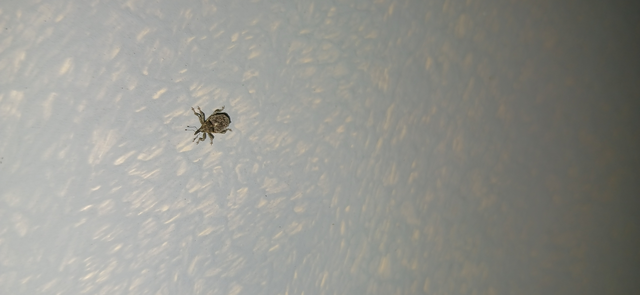 Ceutorhynchus pallidactylus - szőrös repce-ceutormányos