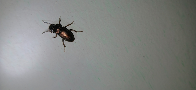 Harpalus distinguendus - mezei lomhafutó