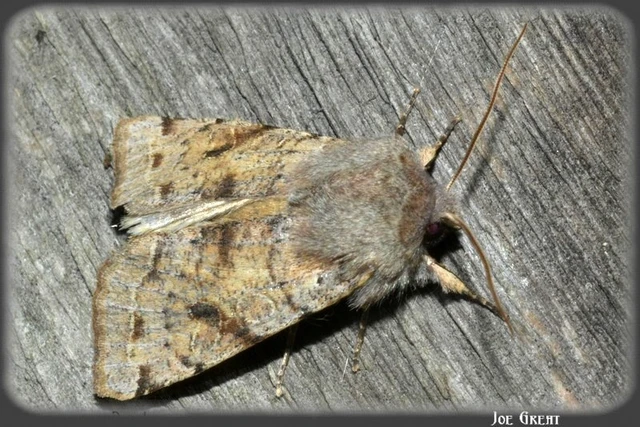 Orthosia incerta - változékony barkabagoly