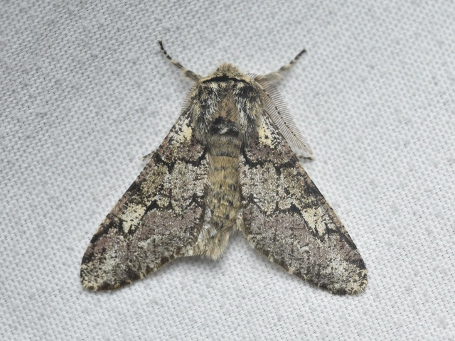 Biston strataria - barnapettyes araszoló