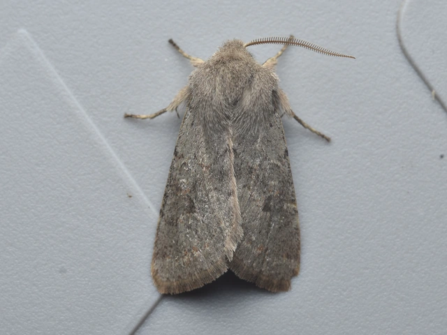 Orthosia populeti - nyárfa-barkabagoly