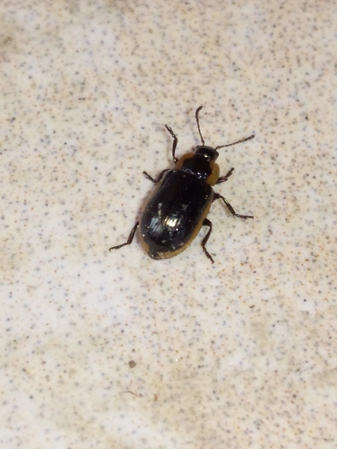 Prasocuris marginella - szegélyes boglárkalevelész