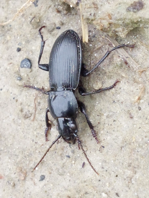Pterostichus melas - fényes gyászfutó