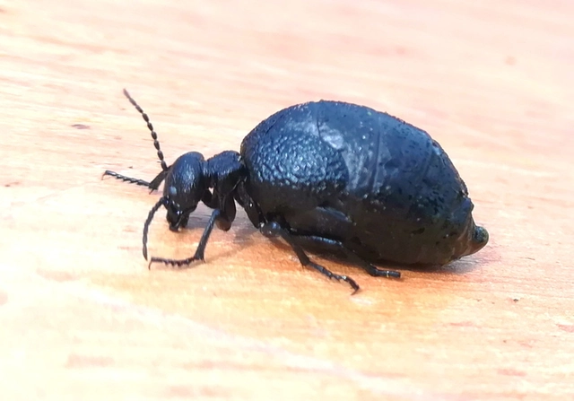 Meloe rugosus - ráncos nünüke