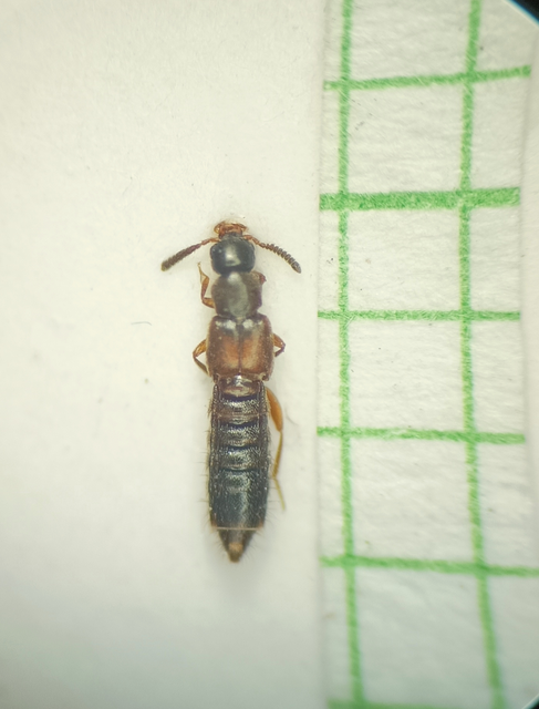 Phloeopora corticalis - tölgyes szúvadászholyva