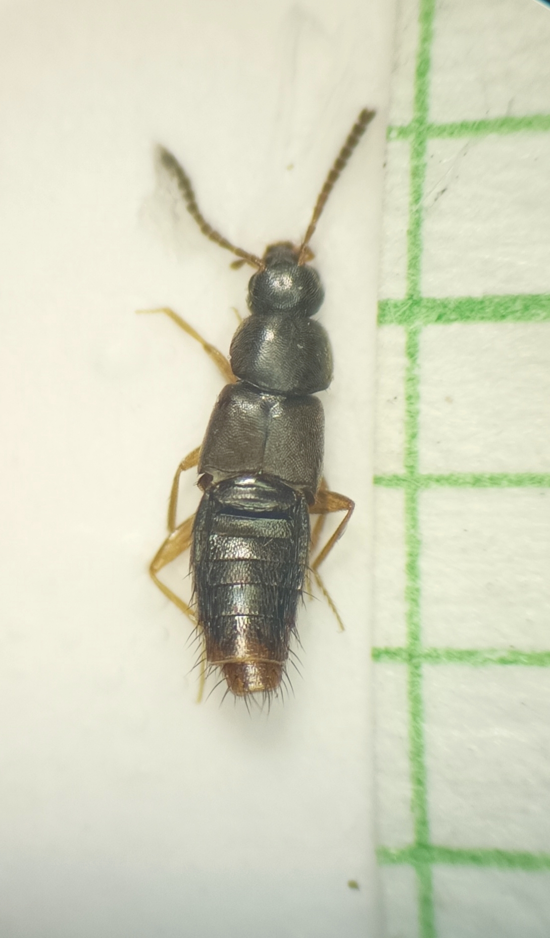 Acrotona pygmaea - kis komposztholyva