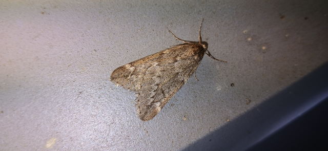 Alsophila aescularia - vadgesztenye-araszoló