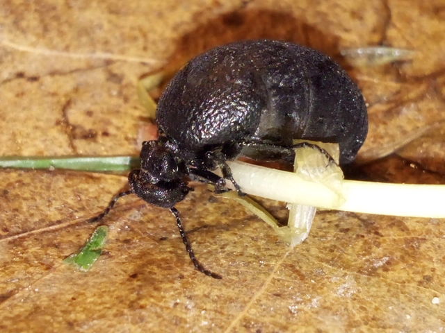 Meloe rugosus - ráncos nünüke