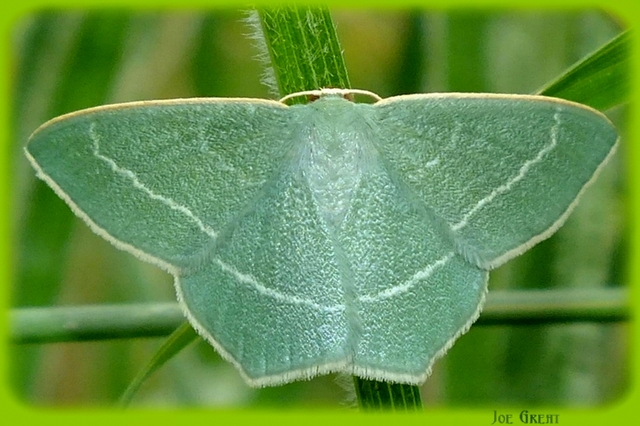 Chlorissa viridata - üdezöld araszoló