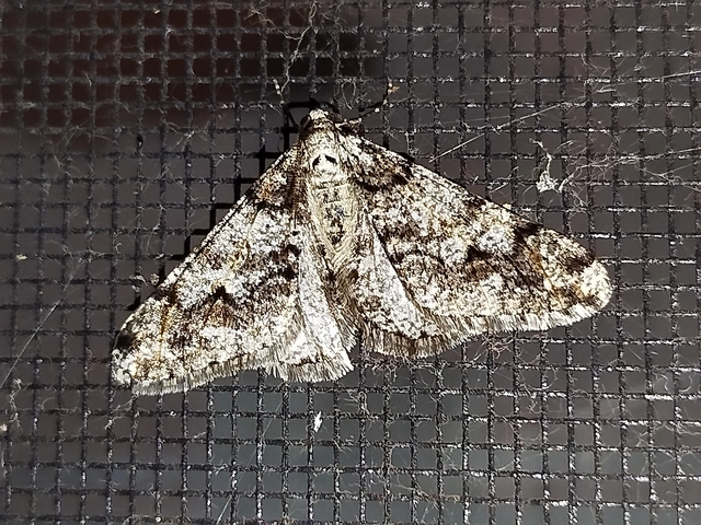 Agriopis leucophaearia - tölgy-tavasziaraszoló