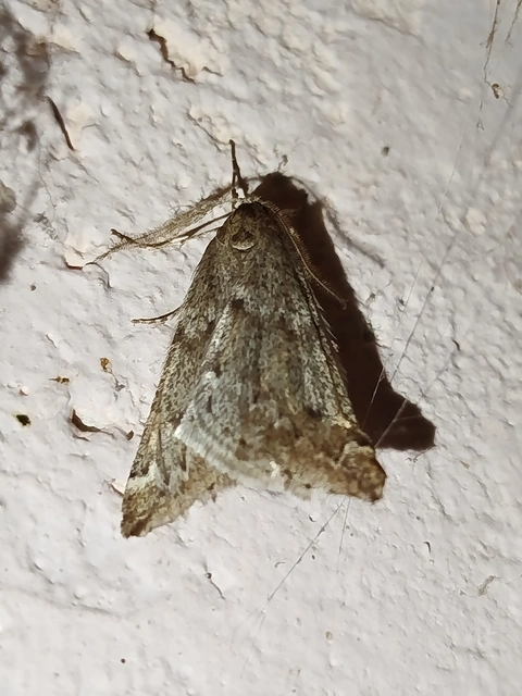 Alsophila aescularia - vadgesztenye-araszoló