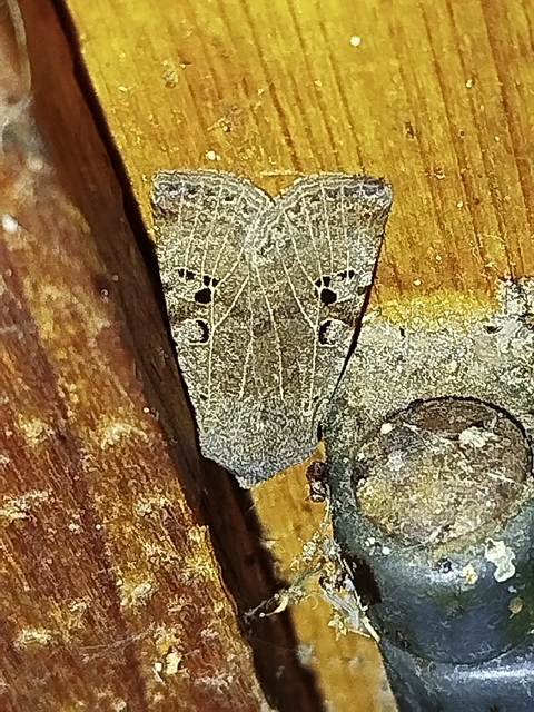 Conistra rubiginosa - szürke télibagoly