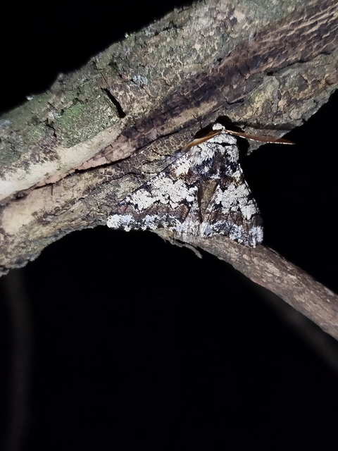 Biston strataria - barnapettyes araszoló