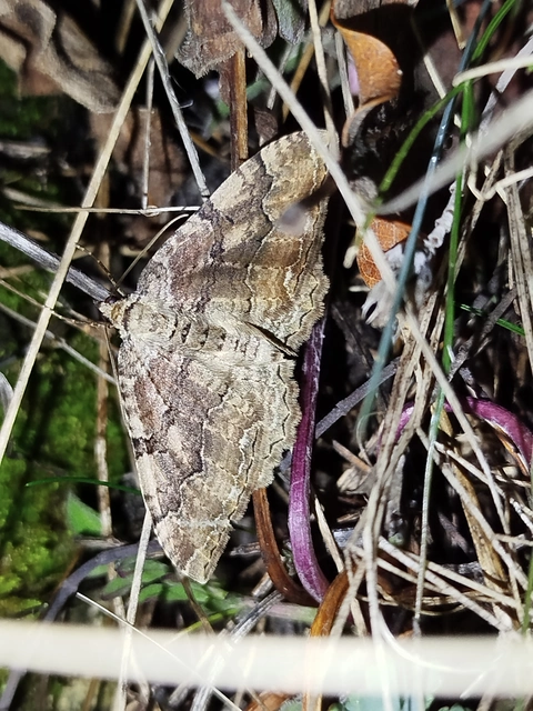 Hydria cervinalis - őzbarna araszoló