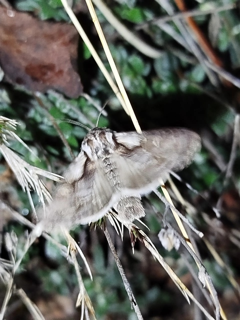 Chloantha hyperici - orbáncfű-sugarasbagoly