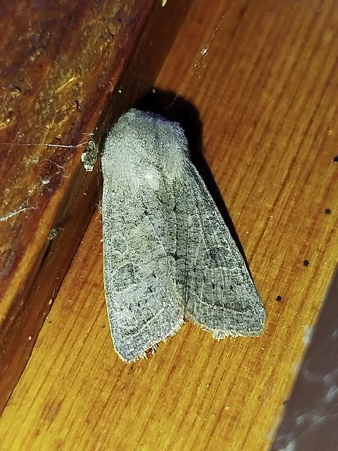 Orthosia gracilis - karcsú barkabagoly