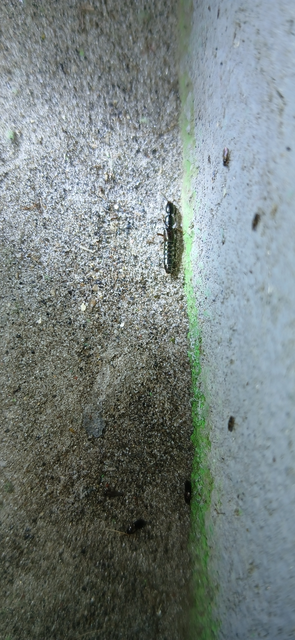 Xantholinus Xantholinus
