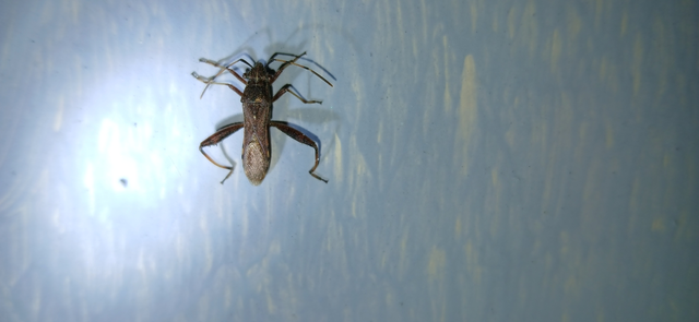 Camptopus lateralis - görbelábú karimáspoloska
