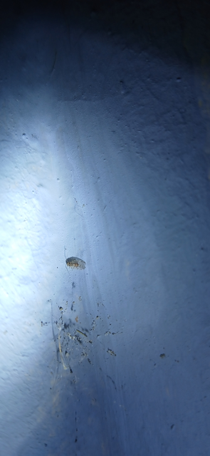 Psocoptera - Fürgetetvek