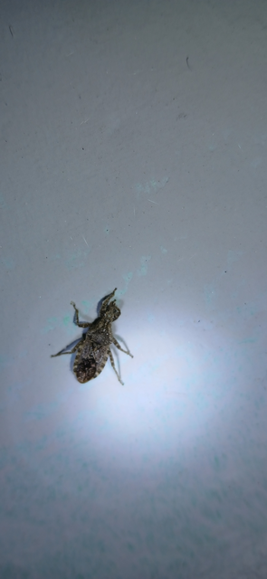Coranus