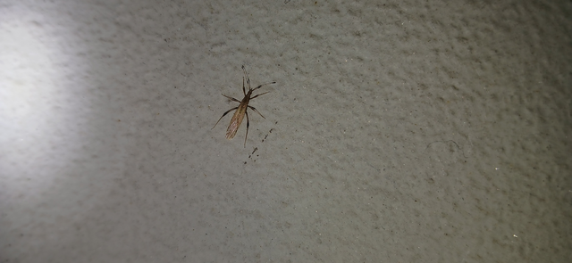 Berytinus