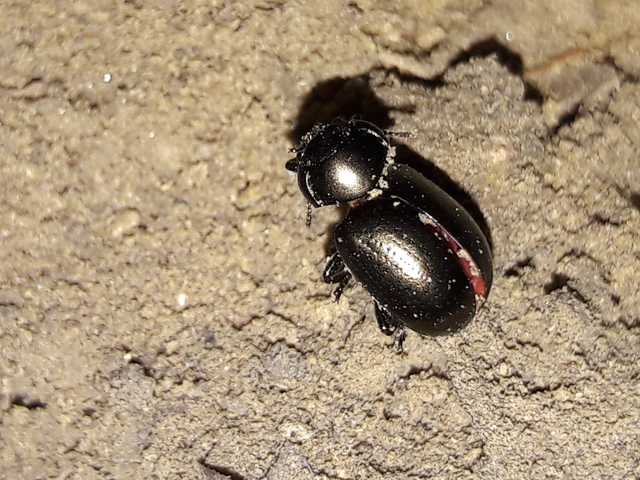 Chrysolina chalcites - homoki levelész Chrysolina chalcites - homoki levelész