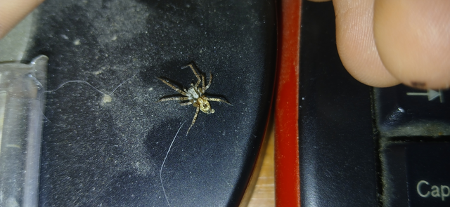 Anyphaena accentuata - jegyespók