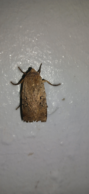 Conistra rubiginosa - szürke télibagoly