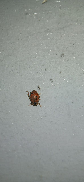 Hippodamia tredecimpunctata - mocsári katica