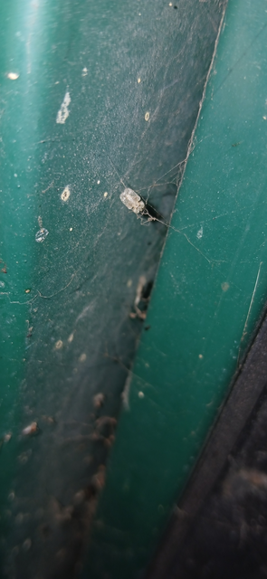 Corythucha ciliata - platán-csipkéspoloska