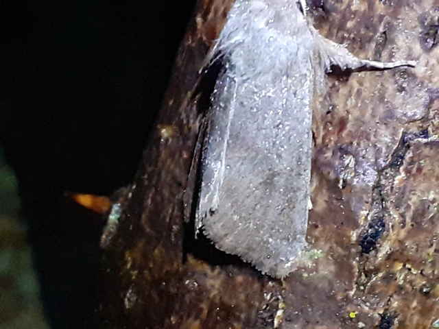 Orthosia populeti - nyárfa-barkabagoly