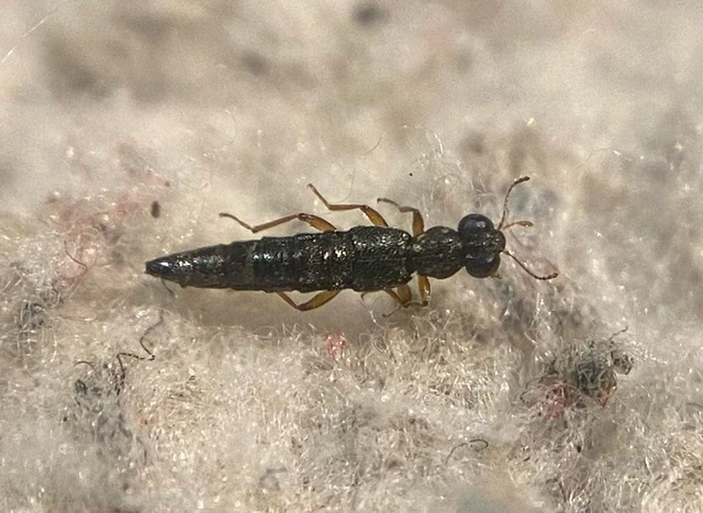 Stenus ochropus - fényes szemesholyva