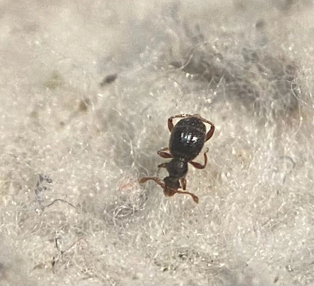 Bryaxis carinula Bryaxis carinula