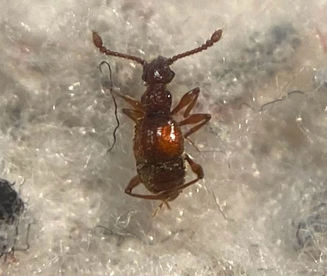 Batrisodes adnexus