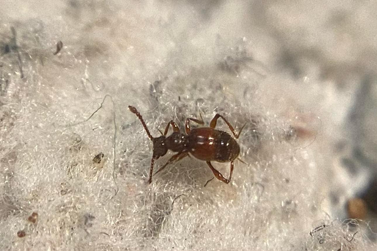 Batrisodes adnexus