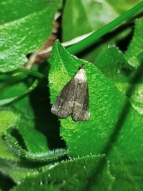 Schrankia costaestrigalis - keskenyszárnyú karcsúbagoly