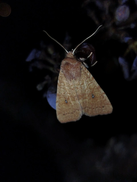 Cirrhia gilvago - foltos sárgabagoly
